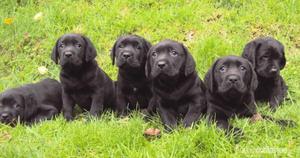 labrador hermosos cachorritos negros oferto