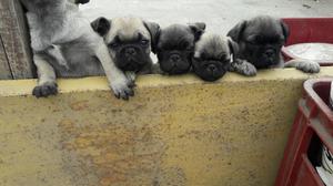 pug carlino