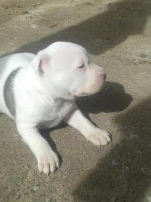 vendo pitbull