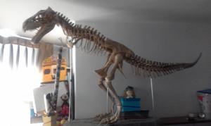 Esqueleto de Dinosaurio Rex