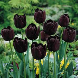 Tulipanes Negros (semillas - Seeds) Envio Gratuito Lima