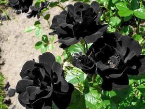 Rosas Negras Semillas Turquía 50unid - 40 Soles