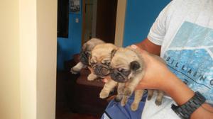 Auténticos Cachorros Pug 950 Soles