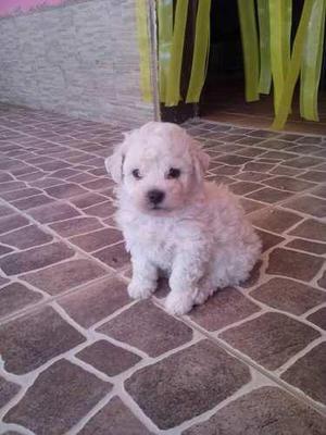 BICHON FRISES CACHORRITOS IDEAL MASCOTA PARA DEPARTAMENTO