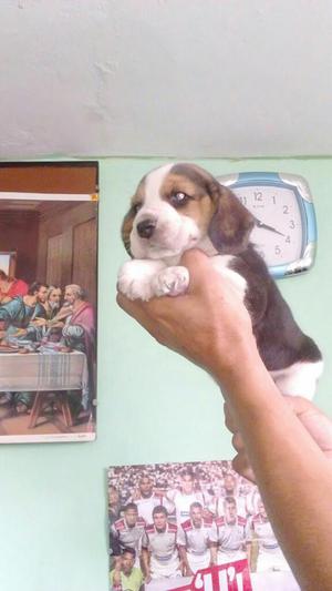 Beagle