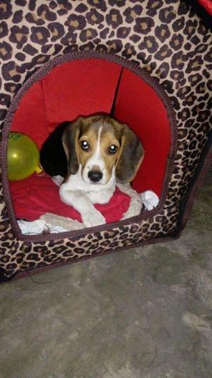 Beagle 3 meses hembra. Vendo por viaje