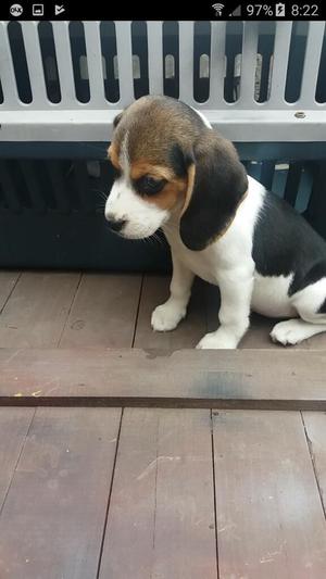 Bragle Tricolor Cachorritos Fieles