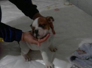 Bulldog Ingles Machos