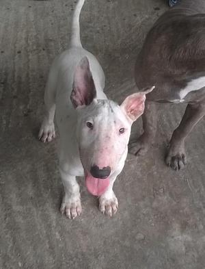 CACHORRO BULL TERRIER 5MESES