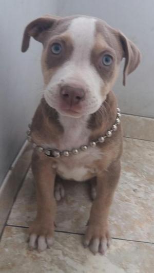 Cachorra Tricolor Red Nouse Pitbull