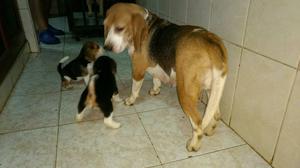 Cachorritas Beagle