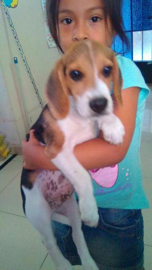 Cachorro Beagle Tricolor de 5 Meses