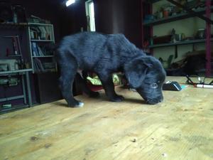 Cachorro Labrador Negro