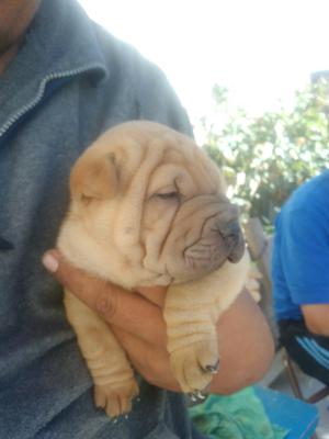 Cachorro Sharpei