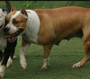 Cachorros Pitbull