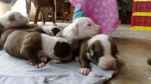 Cachorros Pitbull American Stanfor 11