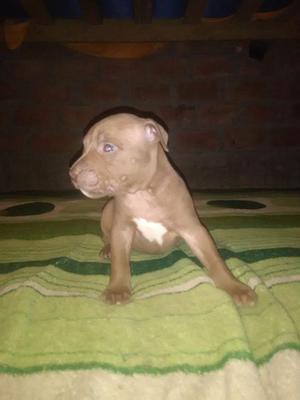 Cachorros pitbull