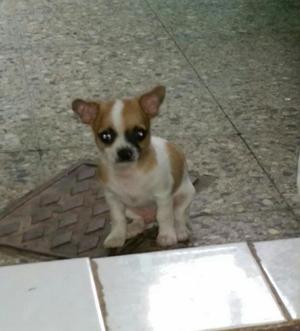 Chihuahua en Chiclayo