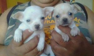 Chihuahuas Finos Cachorritos Miniaturita