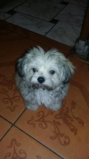Chitzu