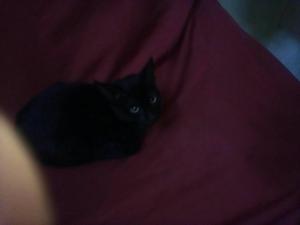 Doy en Adopción Gato Negro