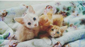 Doy en Adopcion Estos Lindos Gatitos
