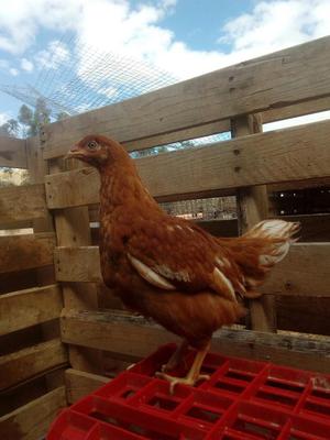 Gallinas Brown de Tres Meces