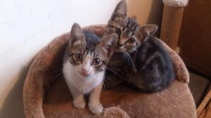 Gato gatitas en adopción no siames maine coon persa