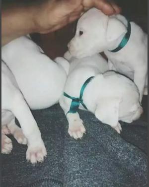 Grandiosos Cachorros Dogo Argentino