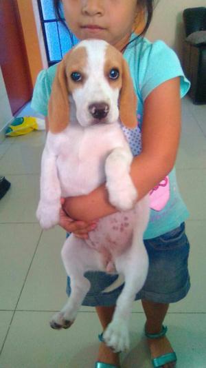 Hermosa Cachorrita Beagle Bicolor 5 Mese