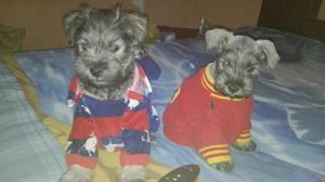 Hermosos Cachorros Shnauzer