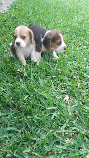 Hermosos Viguel Tricolores