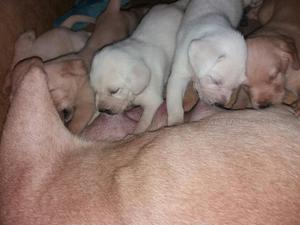 Labradores Cachorros Machos Y Hembras