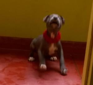 PITBULL STANFORD CACHORRA