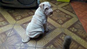 Perro de raza Shar Pein