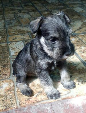 Snaucher Lindos Y Cariñosos