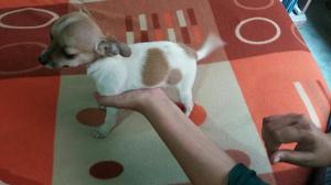 Vendo Cachorro Chihuahua