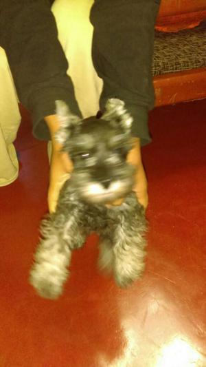 Vendo Cachorro Macho Mini Schnauzer