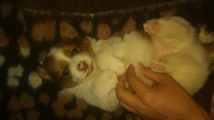 Vendo Cachorros
