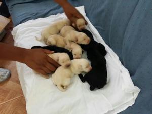 Vendo Cachorros Labrador Puros