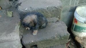 Vendo Perrito