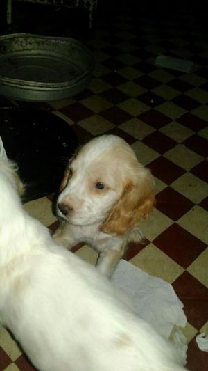Venta de Cachorros