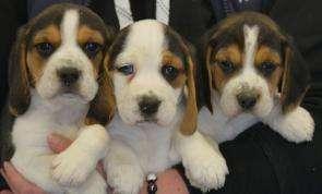 Venta de Cachorros Beagle Tricolores
