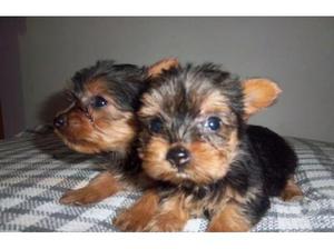 Yorkshire Terrier