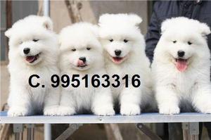 bellos hermosos amables samoyedo se venden lindos cachorros