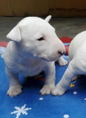 bull terrier