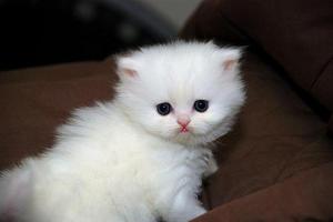 gatitos persa blancos hermozos doll face para mascota