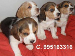 hermosos beagle lindos cachorros vacunados se venden envios