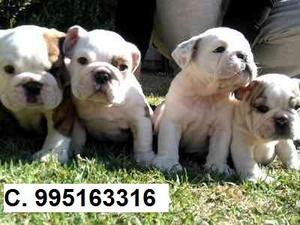 hermosos vacunados bulldog ingles lindos cachorros envios a