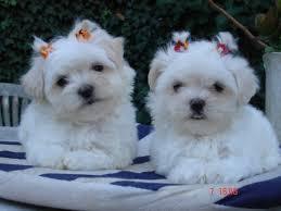 maltes bellos cachorritos blancos hembritas y machitos